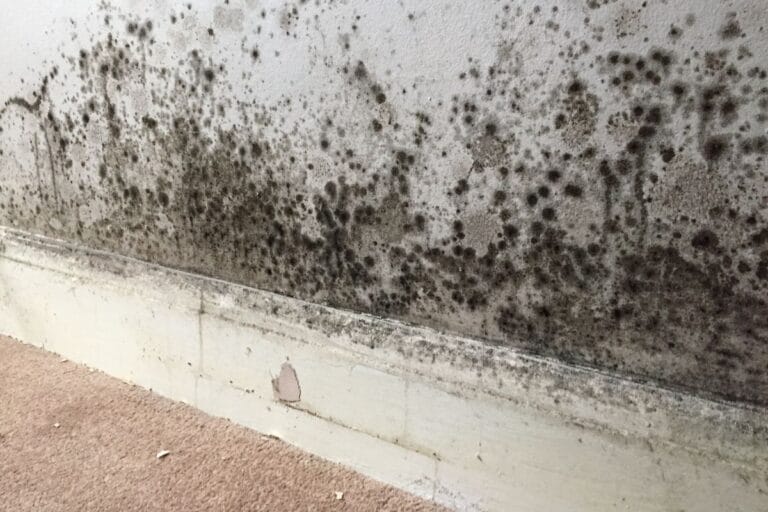 Black mould spots spreading across a damp painted wall above the skirting